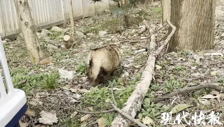 用偷偷的关爱守护动物野性，红山森林动物园成功放归两只小貉（缺视频）