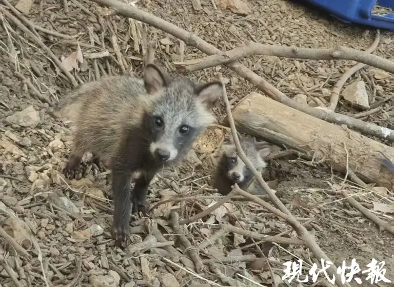 用偷偷的关爱守护动物野性，红山森林动物园成功放归两只小貉（缺视频）