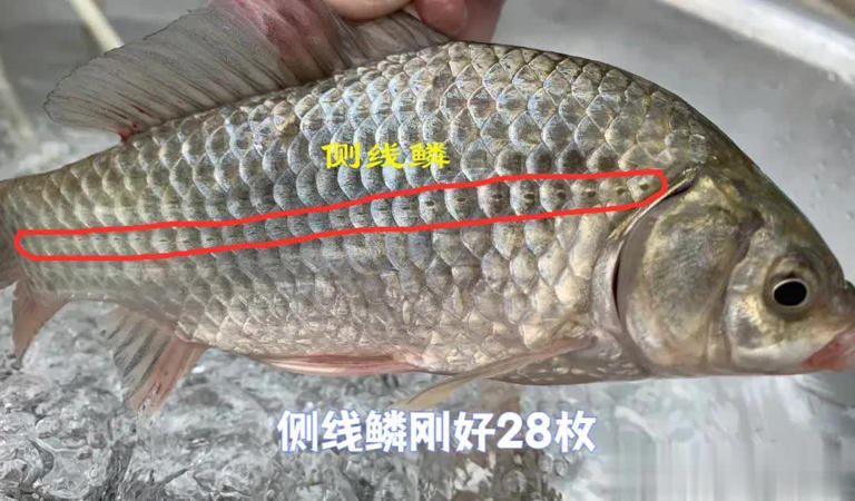 山东男子钓获9.7斤大板鲫狂喜，网友：先数侧线鳞！