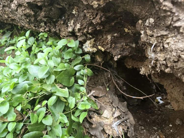 南京红山动物园，一棵倒下的树火了又火