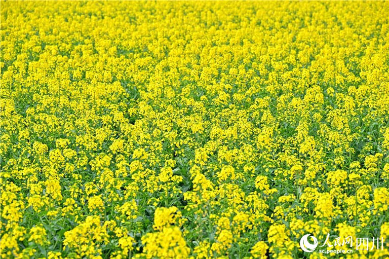 花花叶叶满屏刷。人民网记者 刘海天摄