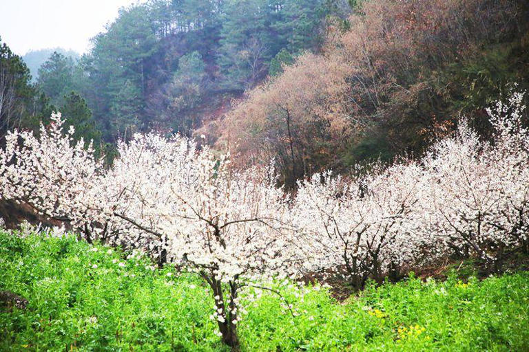 贵州威宁：樱桃花开“钱”景正浓