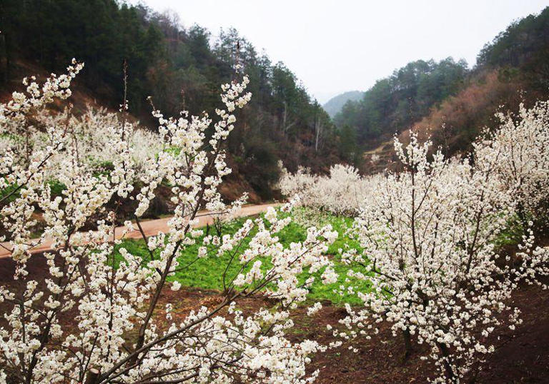 贵州威宁：樱桃花开“钱”景正浓