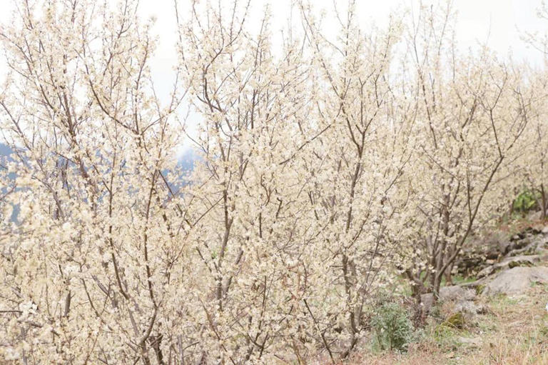 梵净山西线， 这边“春山”风景独好