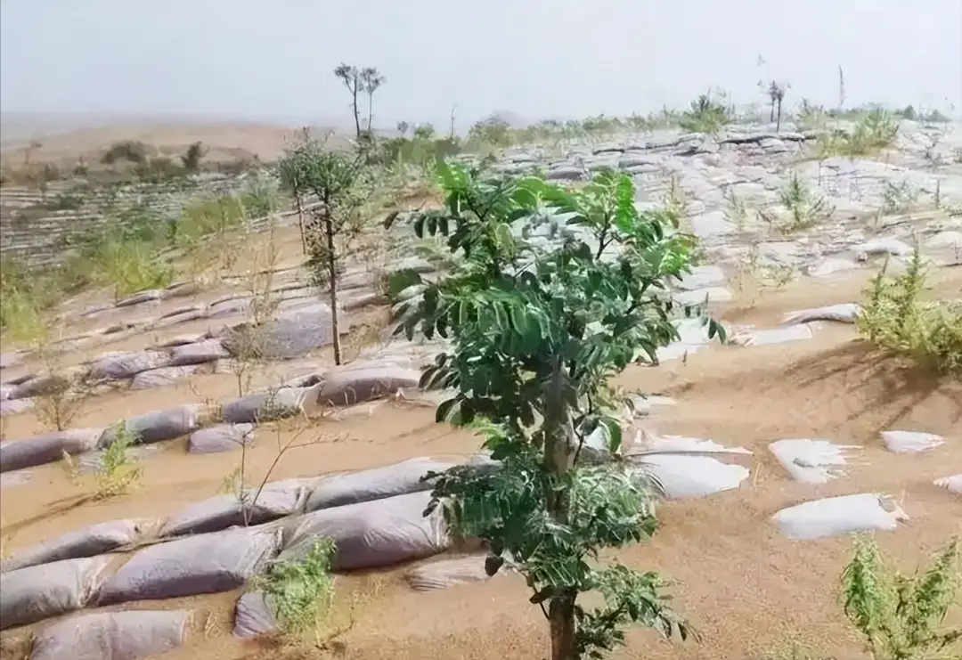 内容图片