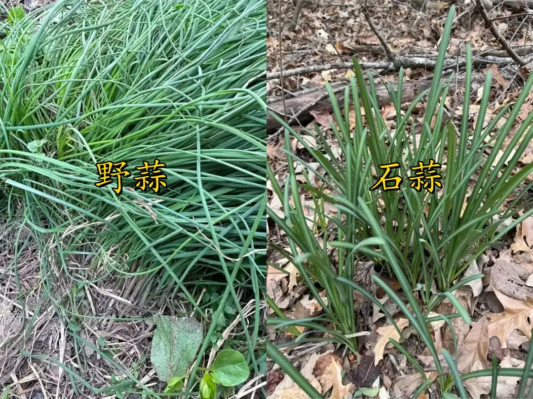 内容图片