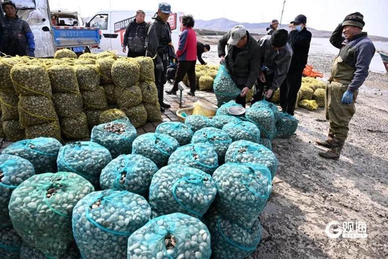 一抢而空！每天6万斤在青岛上岸，有人一买就是七八千斤……