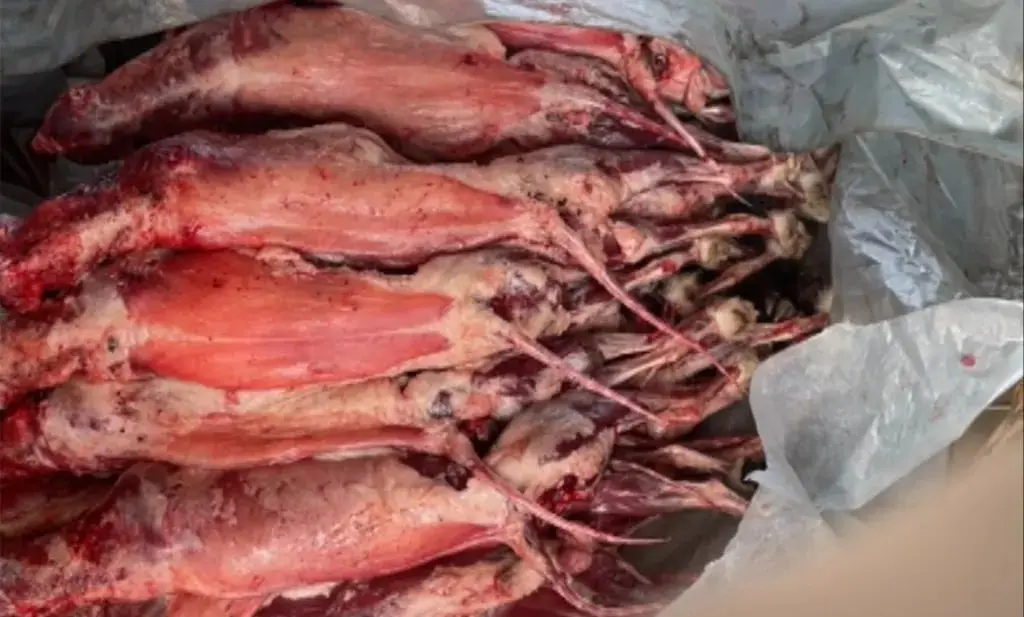 这些动物肉被大量冒充牛羊兔肉！未检疫，禁止食用，却被销往多地→