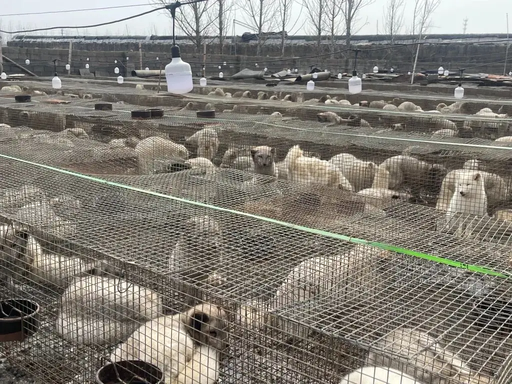 这些动物肉被大量冒充牛羊兔肉！未检疫，禁止食用，却被销往多地→
