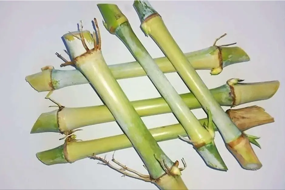 内容图片