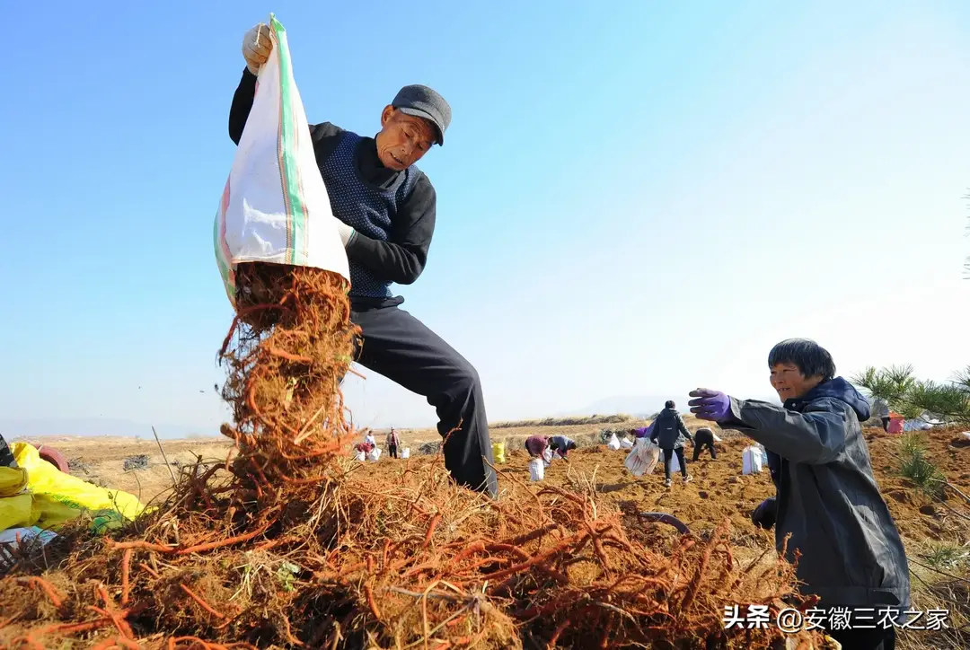 内容图片