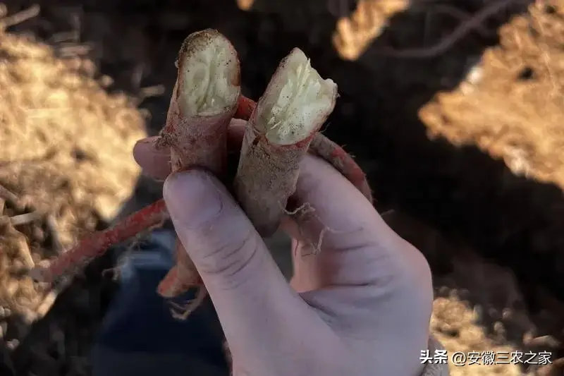 内容图片