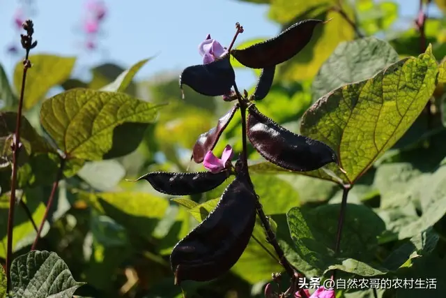内容图片