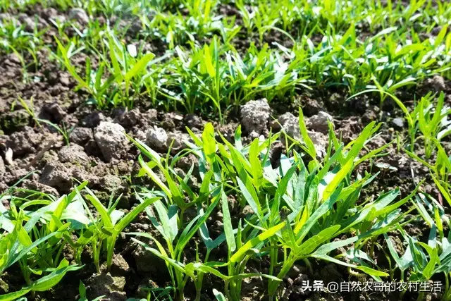 内容图片