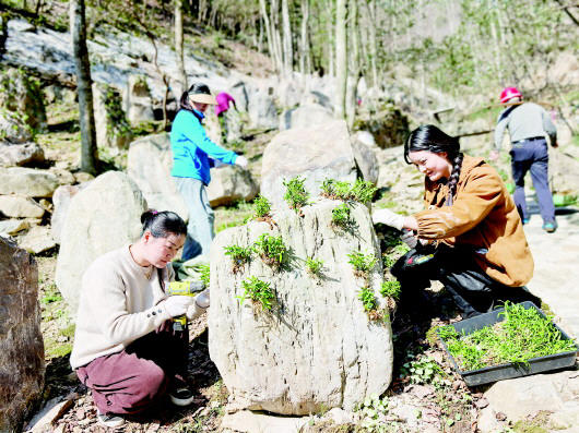 又到“仙草”下山季
