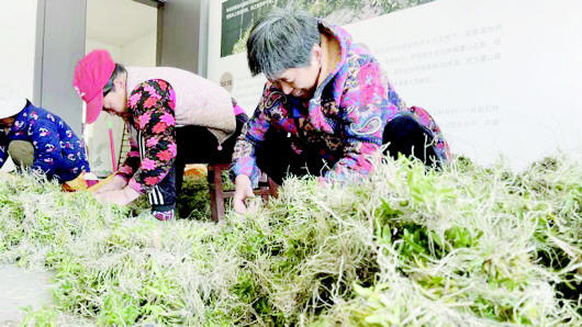 又到“仙草”下山季
