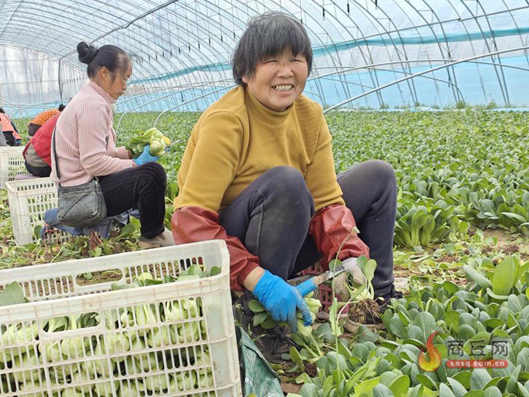 孙福集乡万亩小青菜种出富民大产业