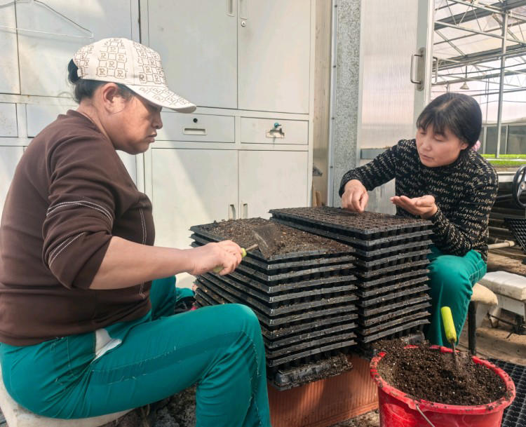 陕西神木园林所：春时播新绿 花卉育苗忙