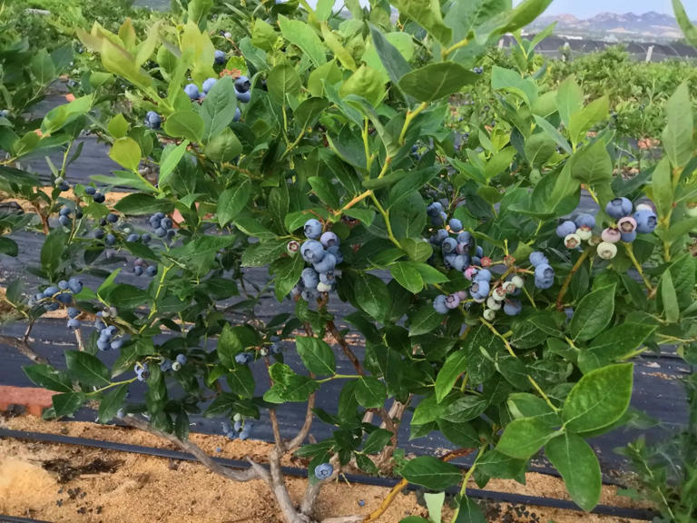戈壁滩上种蓝莓