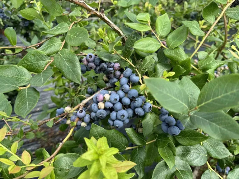 戈壁滩上种蓝莓
