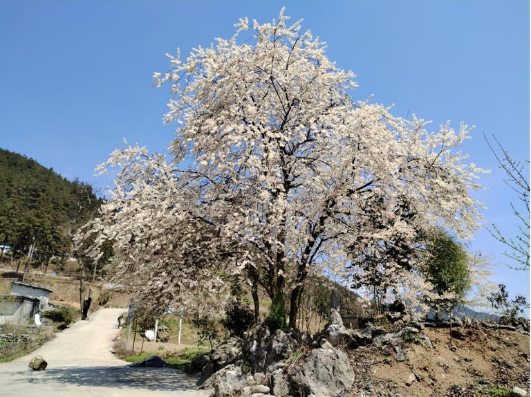 百年缨桃花迎春绽放。