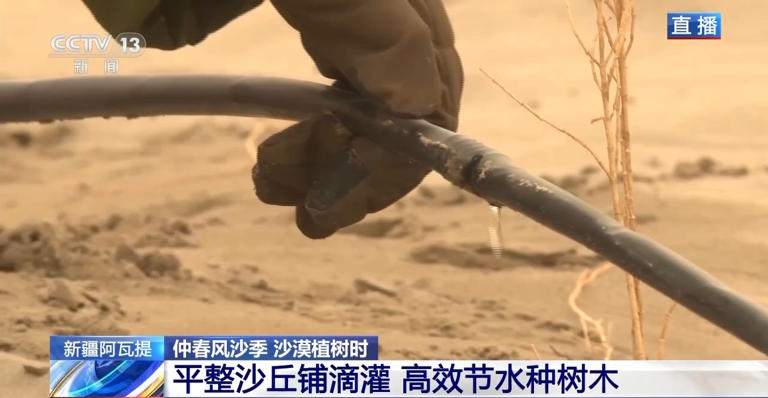 “锁边”→“扩边” 塔克拉玛干沙漠植树造绿迎来新进展