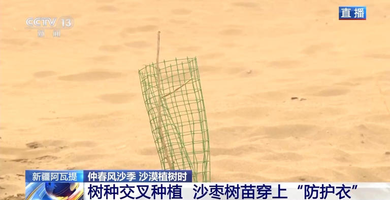“锁边”→“扩边” 塔克拉玛干沙漠植树造绿迎来新进展