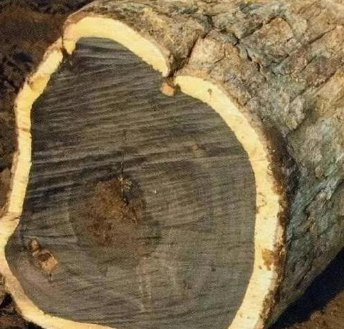 曾被当柴火烧，如今成了木材界的“贵族”，这种树价值比紫檀还高