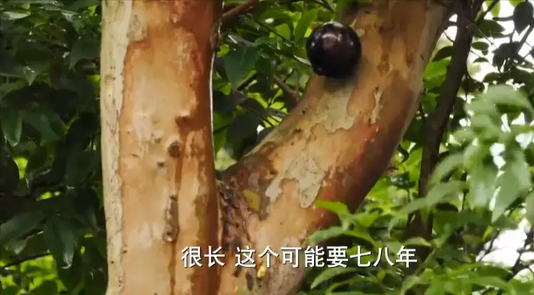 内容图片