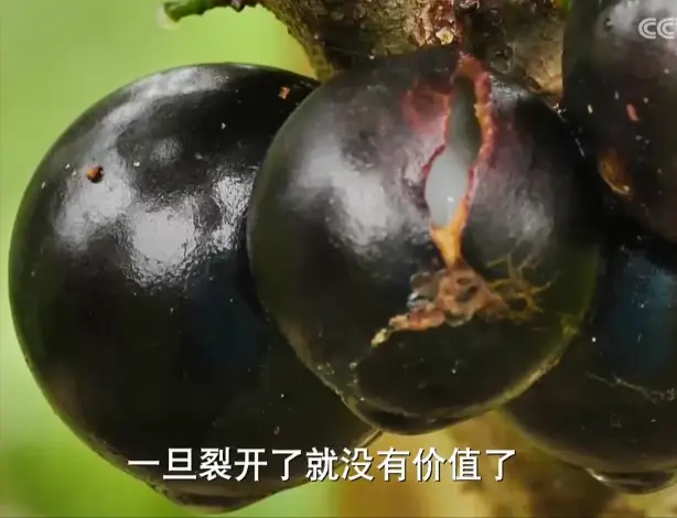 内容图片