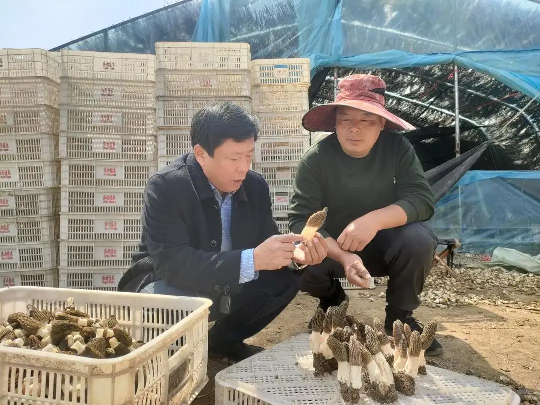 内容图片