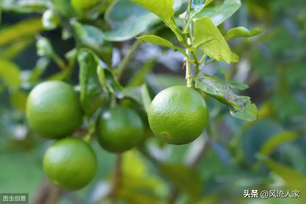内容图片