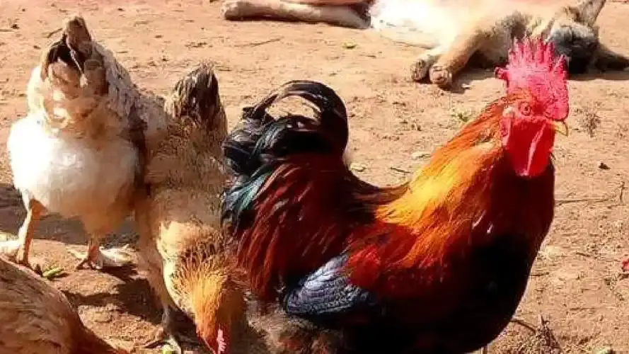 内容图片