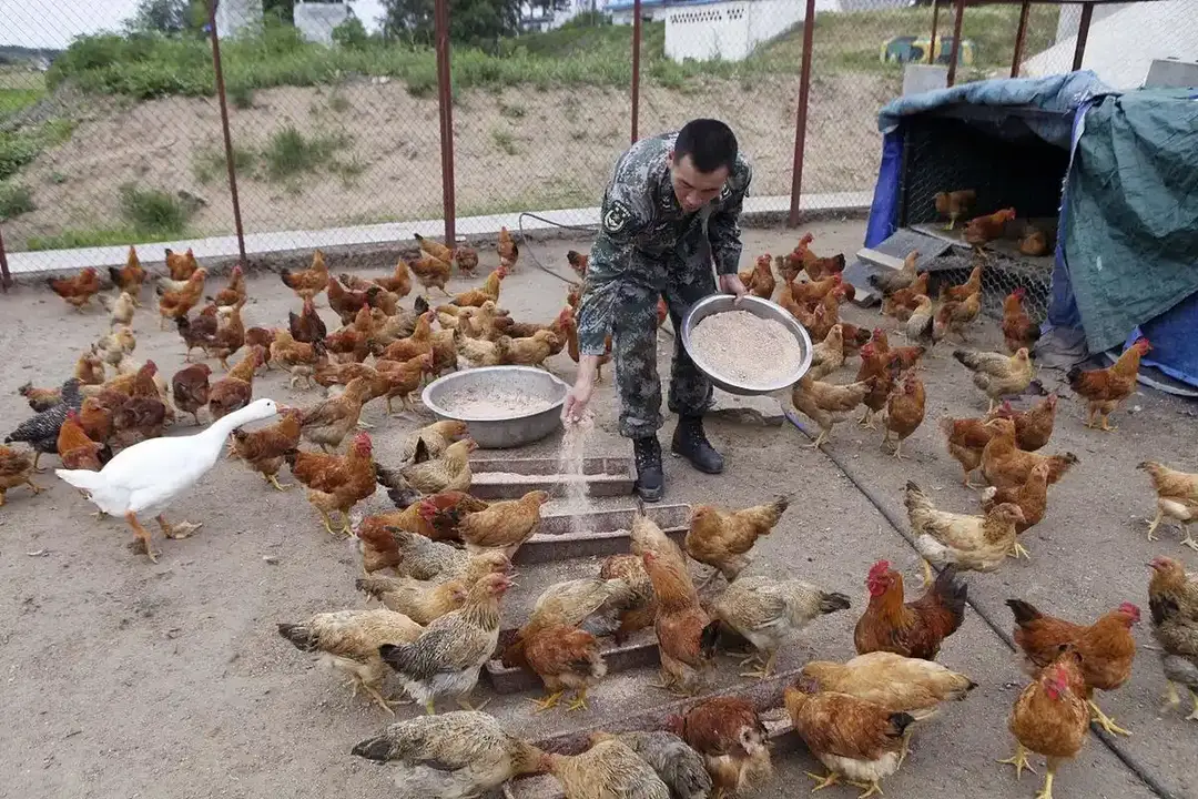 内容图片