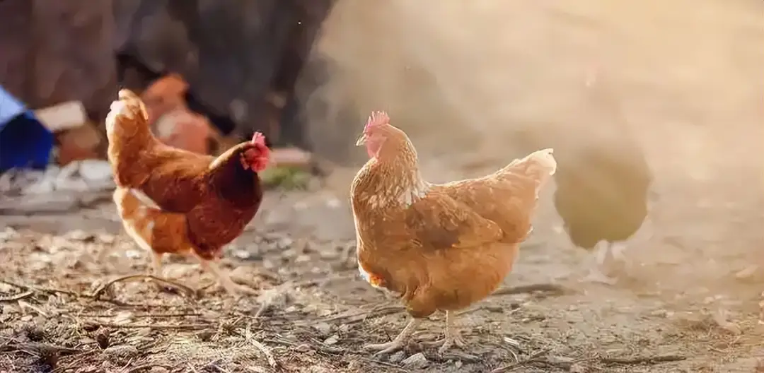 内容图片
