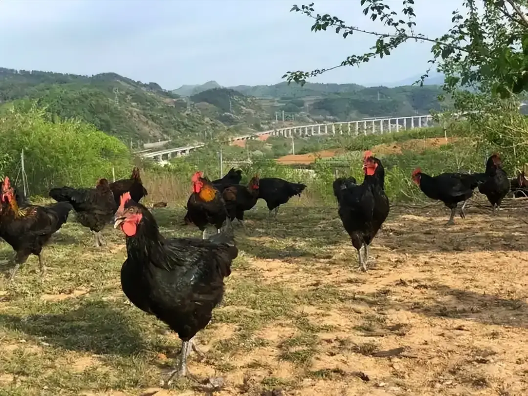 内容图片