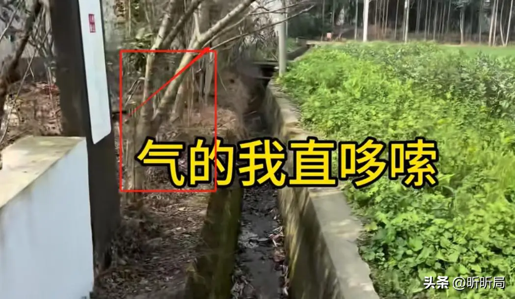 内容图片
