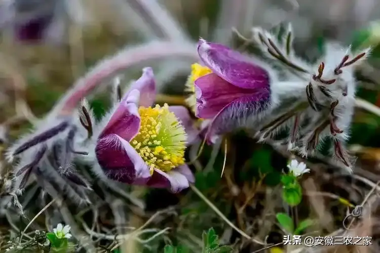 内容图片