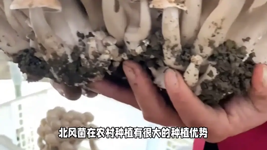 内容图片