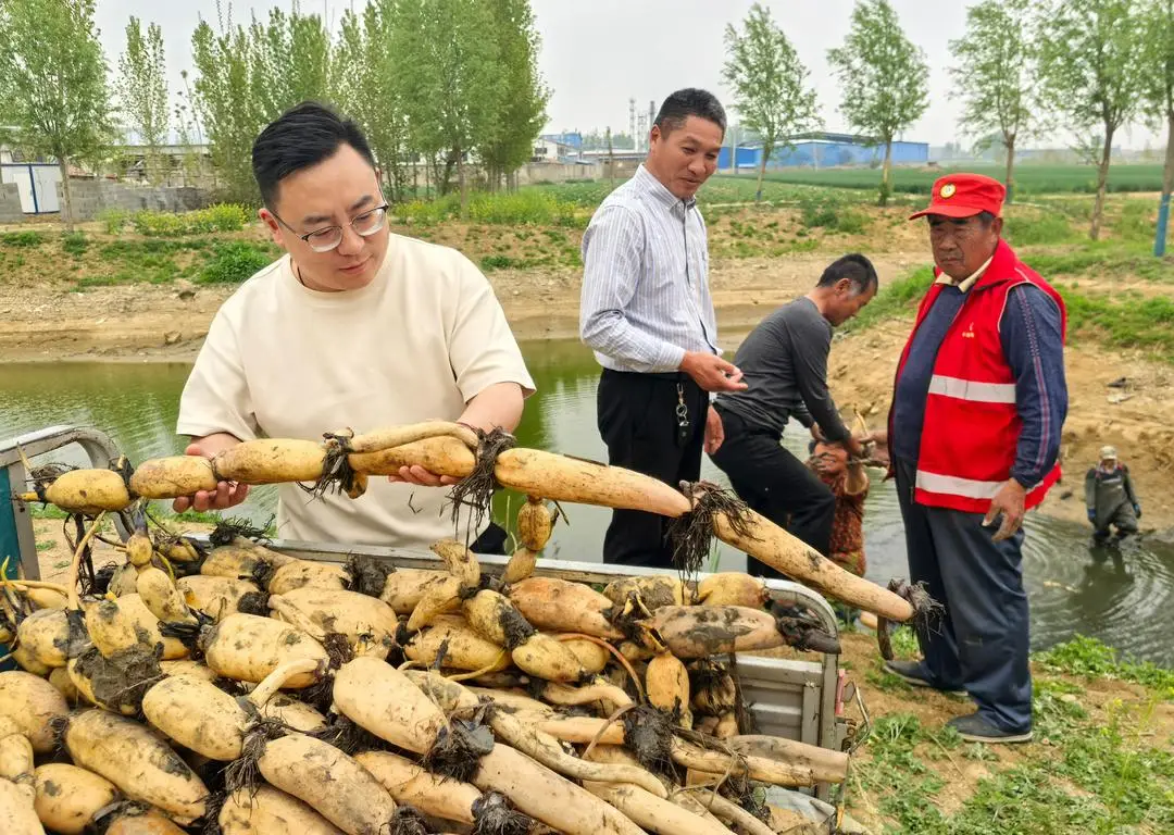 山亭区桑村镇：第一书记助力有新招，百亩九孔藕种出“荷”经济