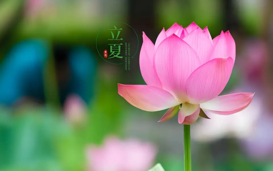 内容图片