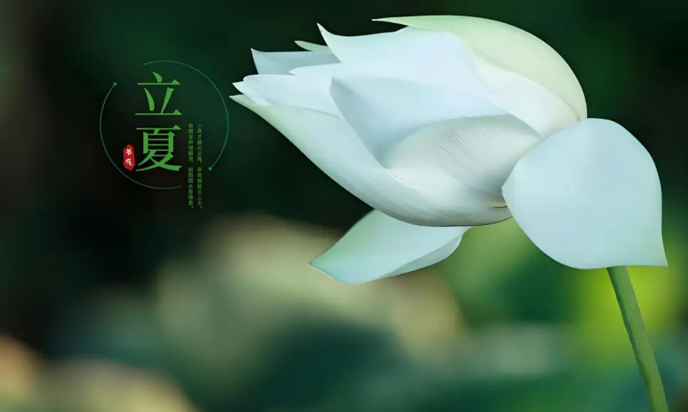 内容图片
