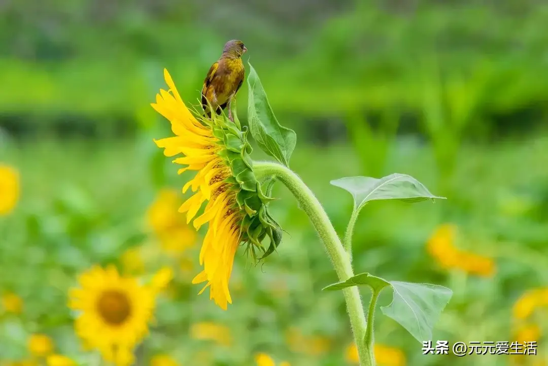 内容图片