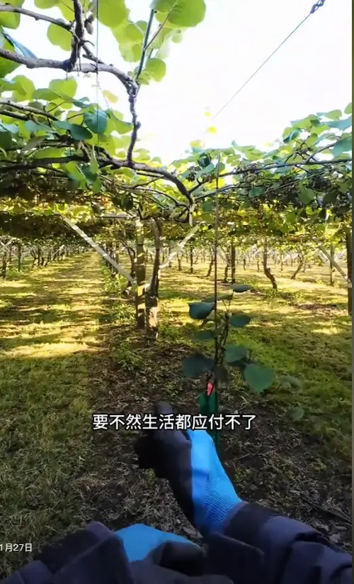 内容图片