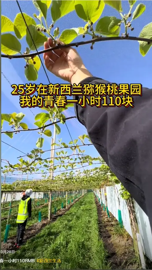 内容图片