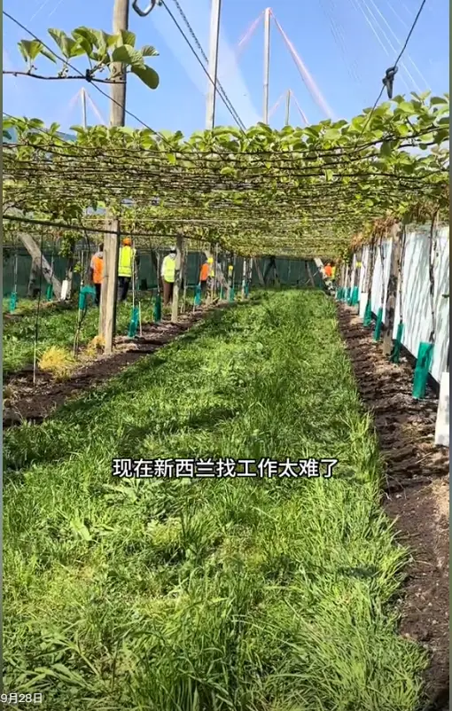 内容图片