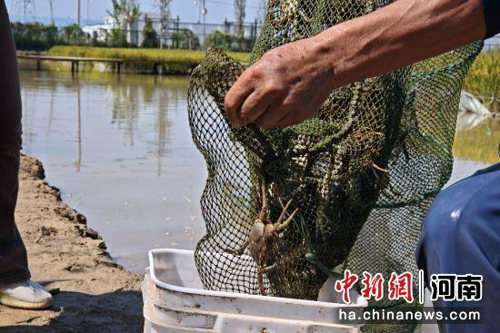 内容图片