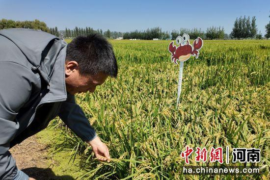 内容图片