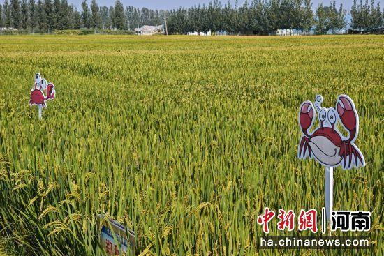 内容图片