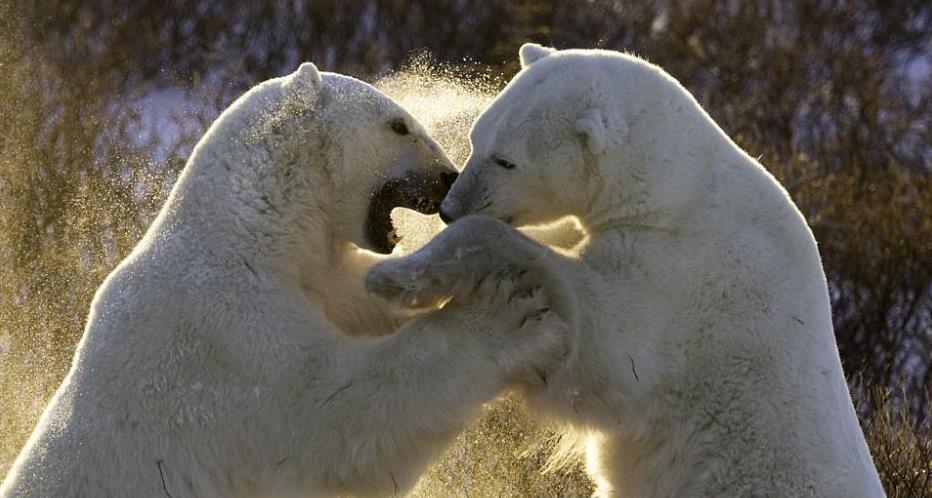 北极熊雪地练习"摔跤" 玩闹中增强本领